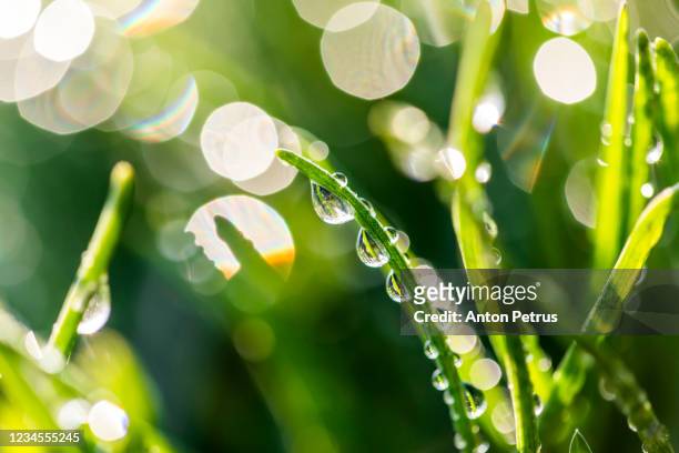fresh grass with dew drops close up.  morning dew on the leaves - dew foto e immagini stock