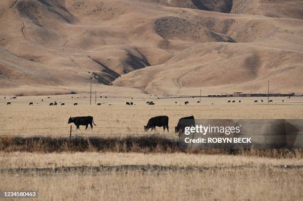 Cows graze in a dry landscape in Grapevine, California, at the southern end of the San Joaquin Valley in California's drought-stricken Central Valley...