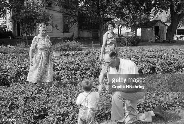 family picking strawberries 1960, retro - 1960 stockfoto's en -beelden
