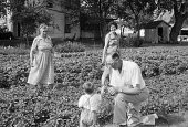 family picking strawberries 1960, retro