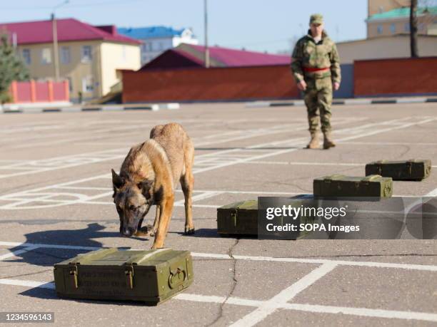 Service dog is looking for explosives in a box. The canine handlers showed the general course of training service dogs, a special training course,...