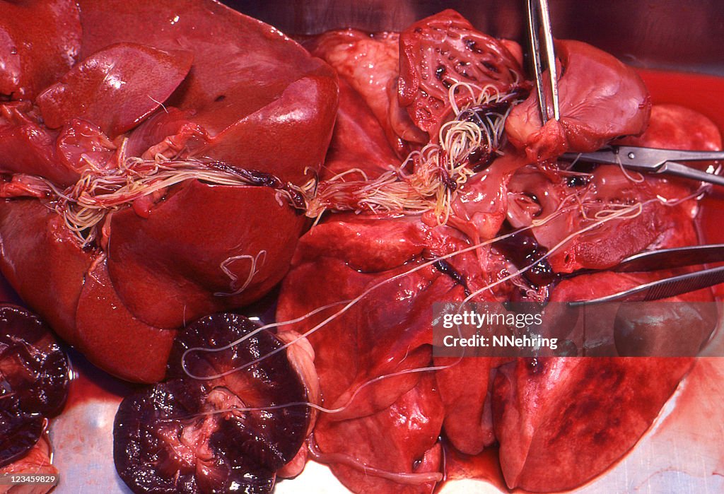 Heartworm, Dirofilaria immitis, in organs at necropsy