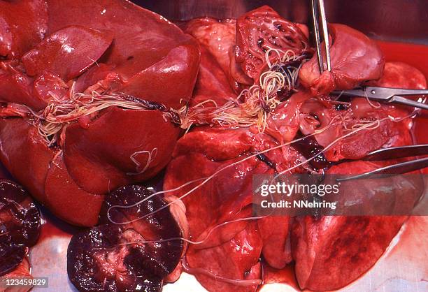 heartworm, dirofilaria immitis, in organs at necropsy - animal liver stock pictures, royalty-free photos & images