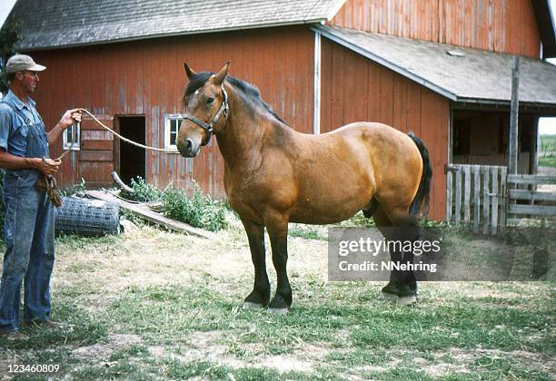 farmer und zugpferd 1950 - zugpferd stock-fotos und bilder