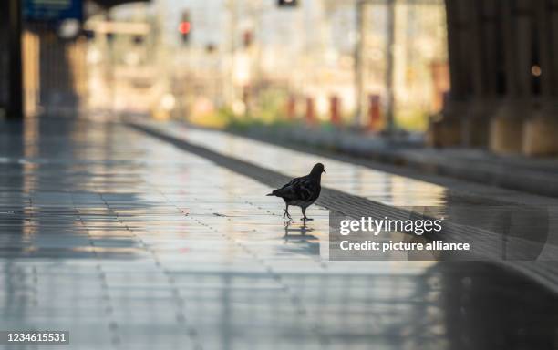 August 2021, Frankfurt/Main: A pigeon walks across an abandoned track in Frankfurt's main train station early this morning at the start of a 48-hour...