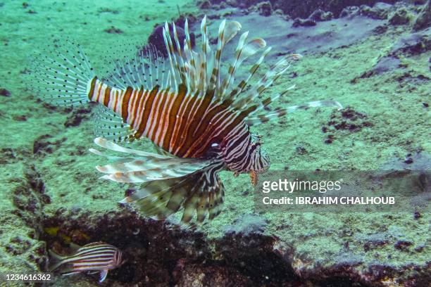 Lionfish , typically native to Indo-Pacific waters and currently invading the eastern Mediteranean sea, swims some 17 meters underwater off the shore...