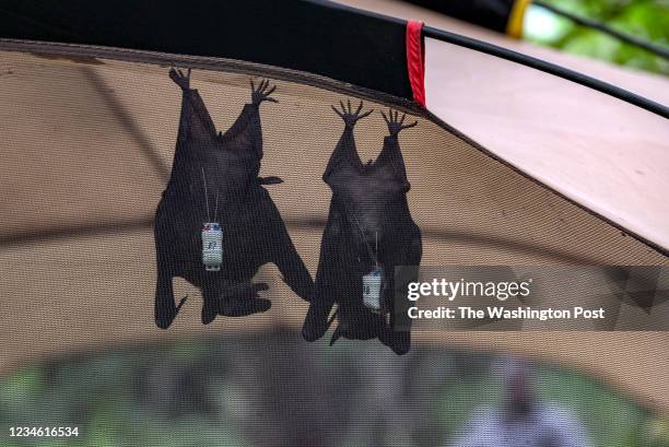 Bats are temporarily housed in a tent while CDC scientists Jonathan Towner and Brian Amman attach GPS devices to bats in Queen Elizabeth National...