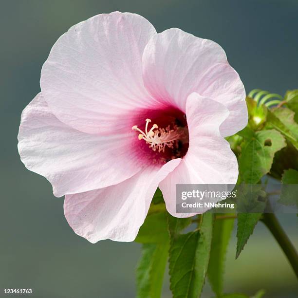 rose malve, hibiskus laevis - hibiscus flower stock-fotos und bilder