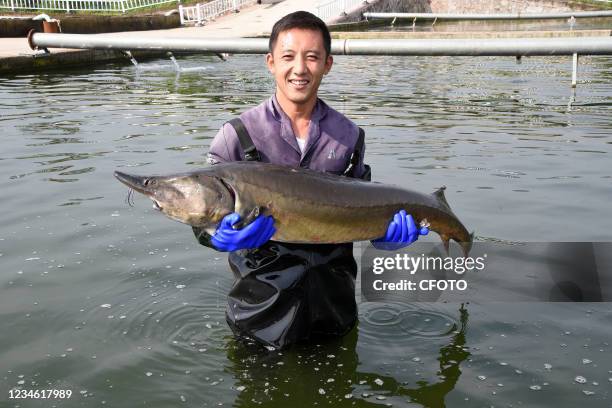 Villager displays a 1.2-meter-long sturgeon weighing about 60 jin in Handan, Hebei Province, China, Aug. 11, 2021.