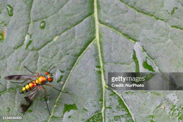 Long-legged fly on a leaf in Toronto, Ontario, Canada, on August 12, 2021.