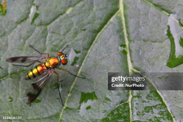 Long-legged fly on a leaf in Toronto, Ontario, Canada, on August 12, 2021.