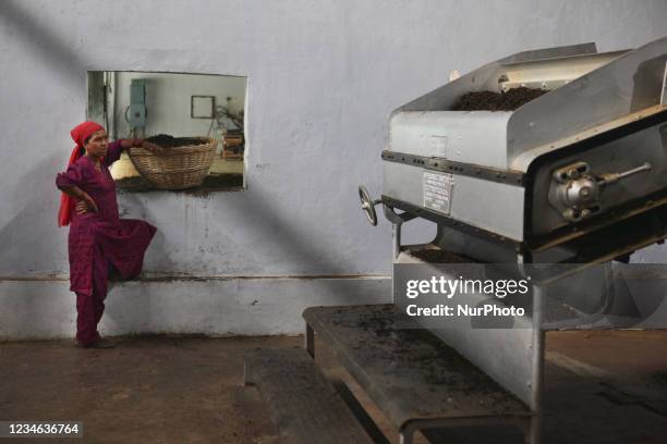 Worker waits for a basket to be filled with freshly dried tea leaves before putting them into a machine to sort the tea by grade and quality at the...