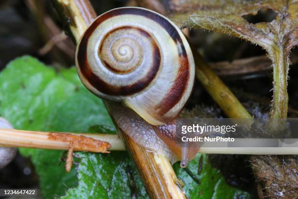 Banded garden snail in Toronto, Ontario, Canada, on August 12, 2021.