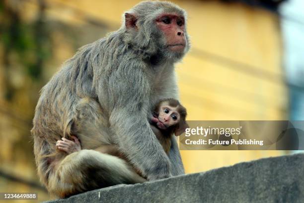 Japanese macaques are seen on the fences of the houses of Gandaria neighborhood looking for tourist to receive food amid Covid-19 pandemic. The...