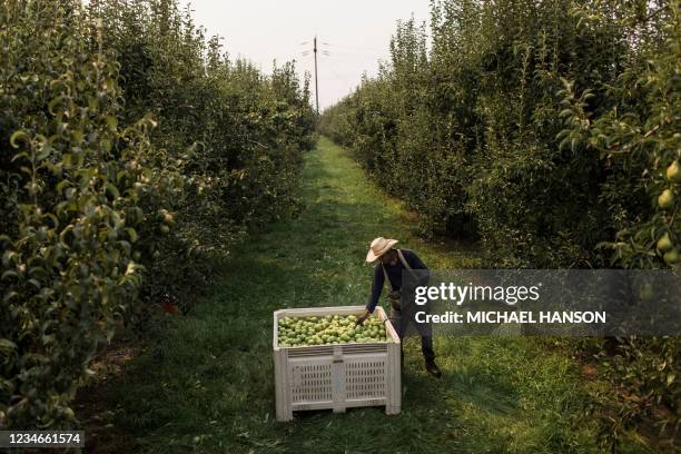 Fernando Llerenas unloads a bag of pears in Hood River, Oregon on August 13, 2021. Amid an abnormal heat wave in the Pacific Northwest, farm workers...