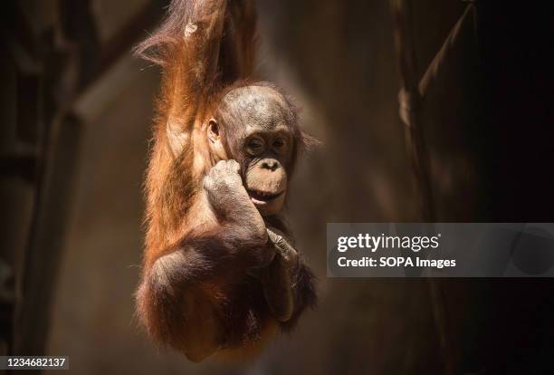 Bornean orangutan baby is seen hanging of a vine at its enclosure inside facilities of Bioparc Fuengirola. A Bornean orangutan newborn baby was born...