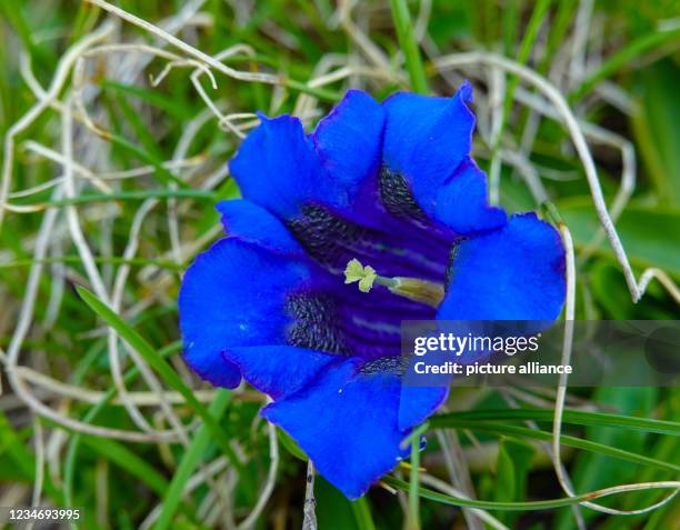 July 2021, Austria, Kals Am Großglockner: The Koch's gentian , also spelled Koch's gentian and also called stemless gentian, blooms on a mountain in...