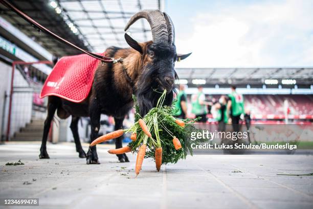 Mascot goat Hennes IX. Eats carrots ahead of the Bundesliga match between 1. FC Köln and Hertha BSC at RheinEnergieStadion on August 15, 2021 in...