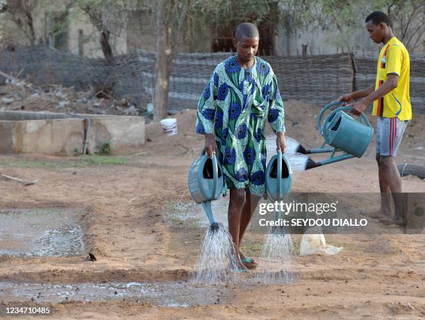 Workers water the Widu tree nursery on May 23, 2011 in Senegal's Louga region, part of the Great Green Wall , a lush 15km wide strip of different...