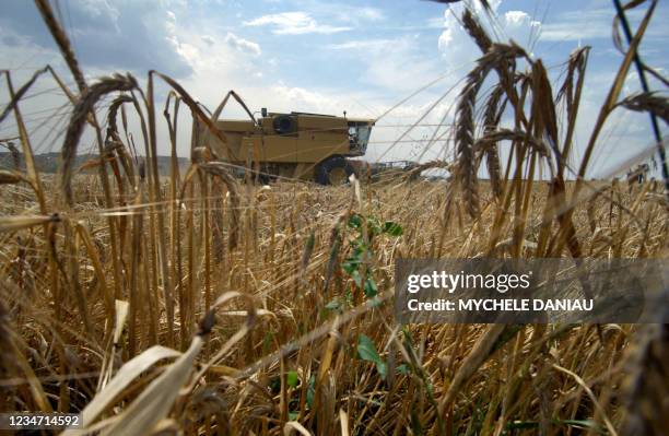 Un agriculteur moissonne un champs d'orge, le 19 juillet 2006 à Giberville. Le prix du blé, dopé par la "canicule", continue à grimper, dans un...