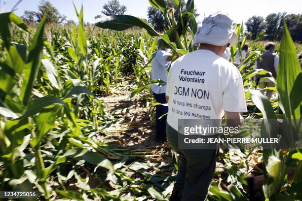 Un faucheur volontaire anti-OGM, s'introduit dans un champ de maïs, le 04 août 2007 à Paillet, pour arracher un pied de maïs. Quelque 80 faucheurs...