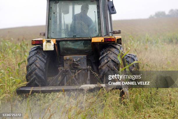 Bernard Pouey, agriculteur "bio" fauche pour détruire volontairement sa parcelle de maïs d'un demi-hectare "contaminée", selon des associations...