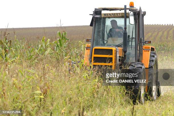 Bernard Pouey, agriculteur "bio" fauche pour détruire volontairement sa parcelle de maïs d'un demi-hectare "contaminée", selon des associations...