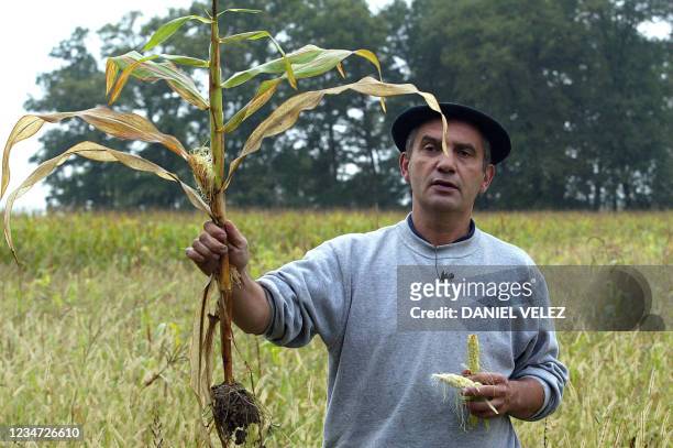 Bernard Pouey, agriculteur "bio" montre des épis de maïs bios après avoir détruit volontairement sa parcelle de maïs d'un demi-hectare "contaminée",...
