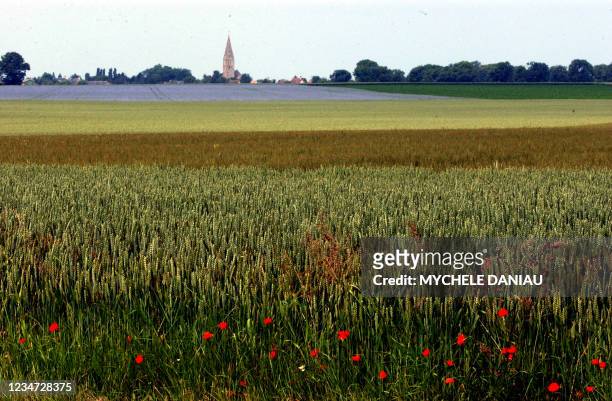Un champ de lin en fleurs à Basly, dans la plaine de Caen.