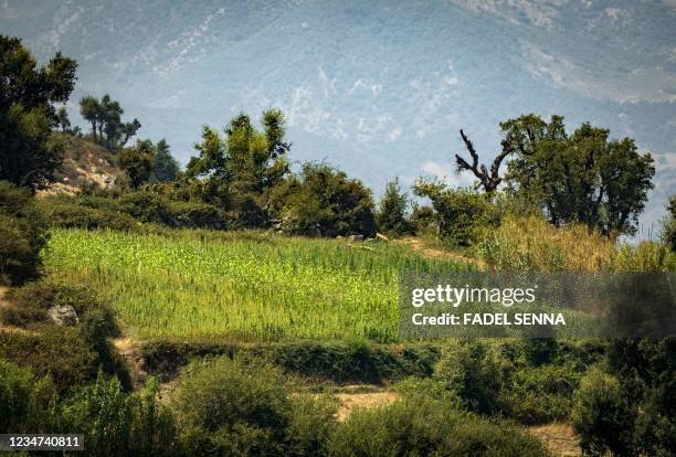 Picture shows a cannabis field in the region of Chefchaouen of northern Morocco on August 17, 2021.