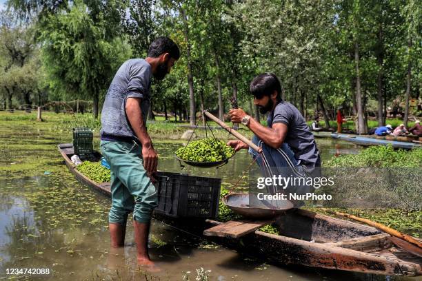 Young boys also take part in the Water Chestnut Business due to lack of Employment opportunities in kashmir valley, Nisar Left, Shahzad Right collect...