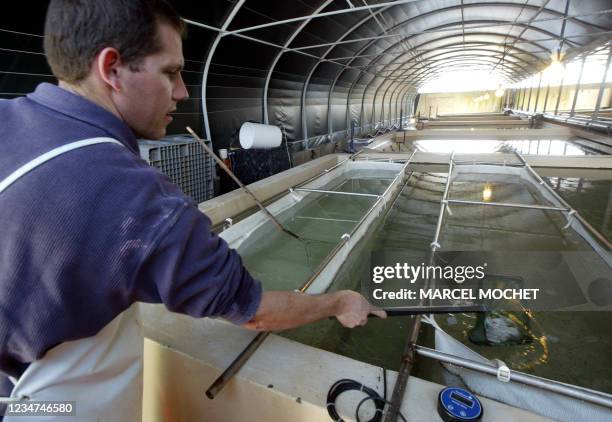 Photo datée du 05 Juillet 2004 sur l'île de Noirmoutier, d'un employé de l'écloserie de turbots de l'entreprise "France-Turbot" , leader mondial de...