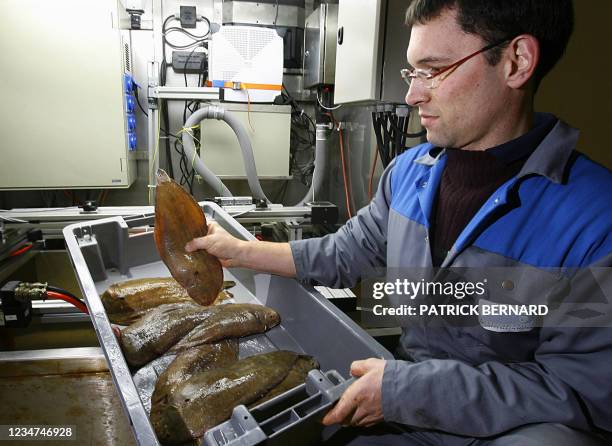 Un employé du port de pêche de La Rochelle met en place des plateaux de poissons, le 23 janvier 2006 à l'intérieur d'une machine qui détecte par un...