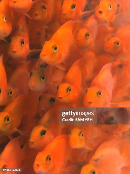 Taiwan Shell Fish 31 Taiwan International Aquarium Expo Stock Photos, High-Res Pictures ...