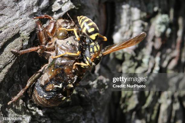 European paper wasp eating a Dog-day cicada nymph in Toronto, Ontario, Canada, on August 18, 2021.