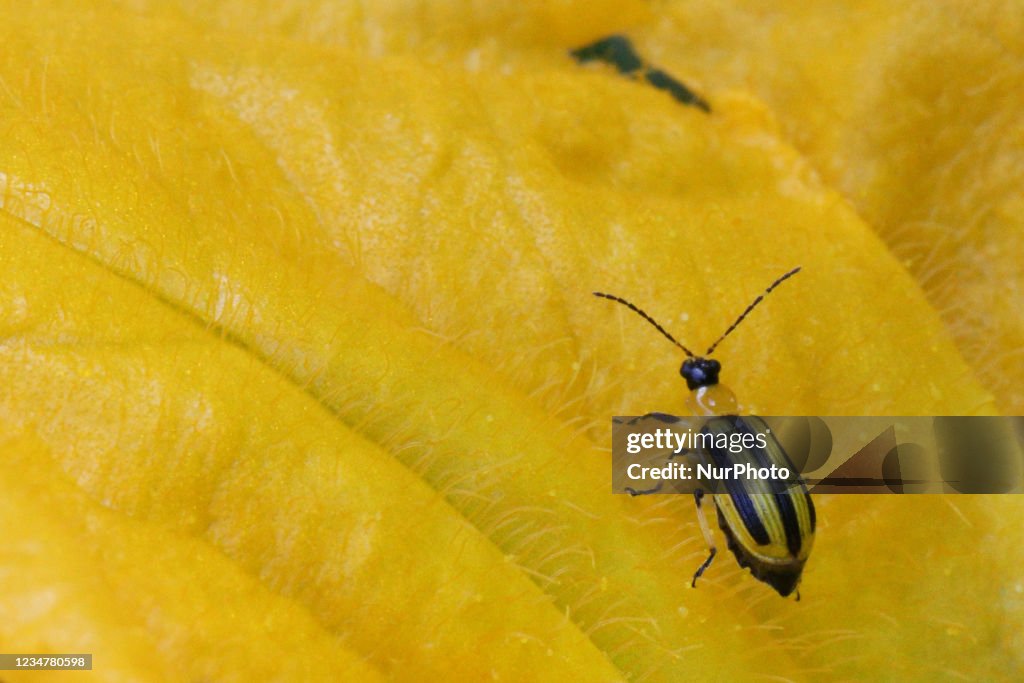 Striped Cucumber Beetle