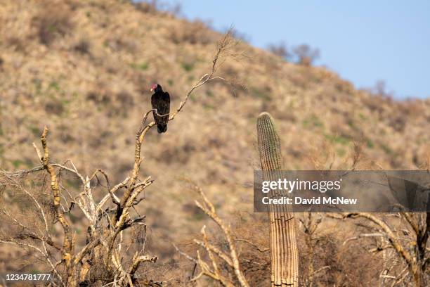 Turkey vulture roosts in a desert landscape that burned in the Bush Fire following a series of strong storms is seen on August 20, 2021 northeast of...