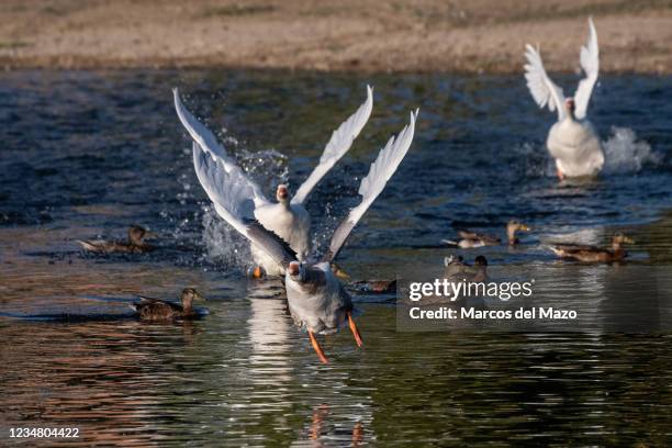 Geese spread wings in a pond during a sunny summer day.