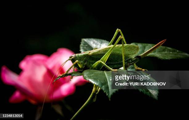 Locust sits on the leaves of a flower in a garden outside Moscow on August 22, 2021.
