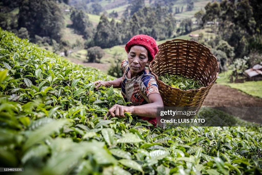 KENYA-AGRICULTURE-ECONOMY-TEA