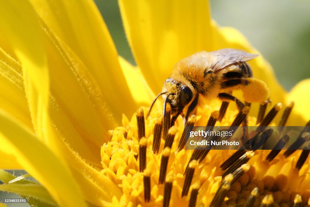 Wild Honeybee Pollinating A Sunflower