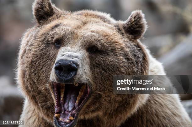 Brown bear roaring with its mouth wide open pictured in its enclosure during a summer day with high temperatures in the Zoo Aquarium of Madrid.