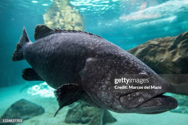 Giant grouper , also known as the Queensland grouper, brindle grouper or mottled-brown sea bass, swimming in its enclosure during a summer day with...