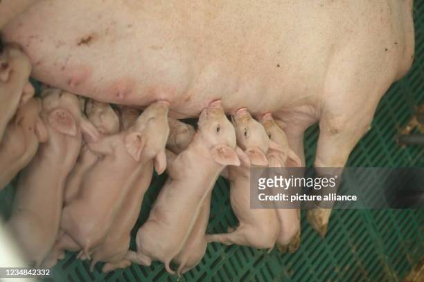 August 2021, Thuringia, Volkenroda: Newborn piglets suck their mother's milk. In the piglet cinema of the sow breeding facility Landwirtschaft Körner...