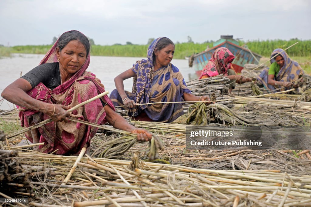 Bangladeshi Women Harvest Jute In This Season Of The Year