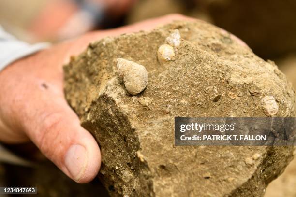 Paleontologist holds a rock with snail fossils as volunteers and researchers with the Denver Museum of Nature and Science work to excavate dinosaur...