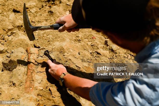 Colter Johnson uses a brush to excavate a dinosaur bone believed to be a radius as volunteers and researchers with the Denver Museum of Nature and...