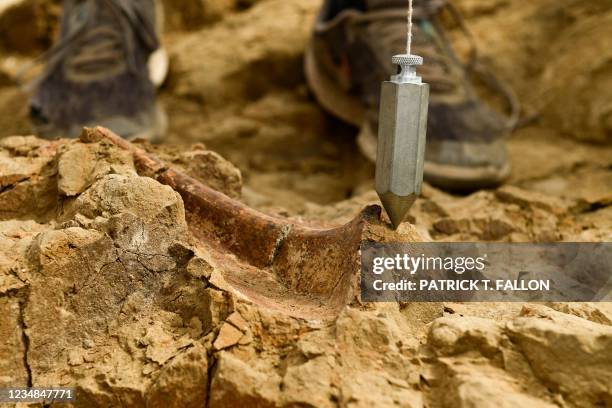 Plumb bob hangs next to a dinosaur bone as paleontologists with the Denver Museum of Nature and Science place a grid for mapping a site as they...