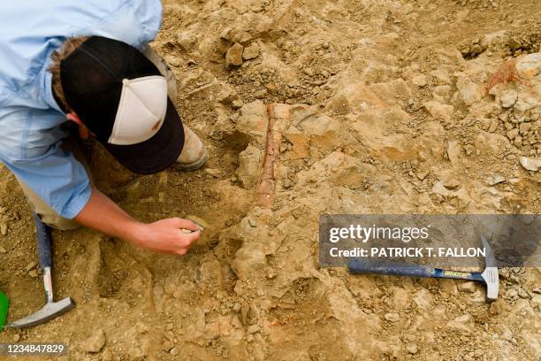 Colter Johnson uses a brush to excavate a dinosaur bone believed to be a radius as volunteers and researchers with the Denver Museum of Nature and...