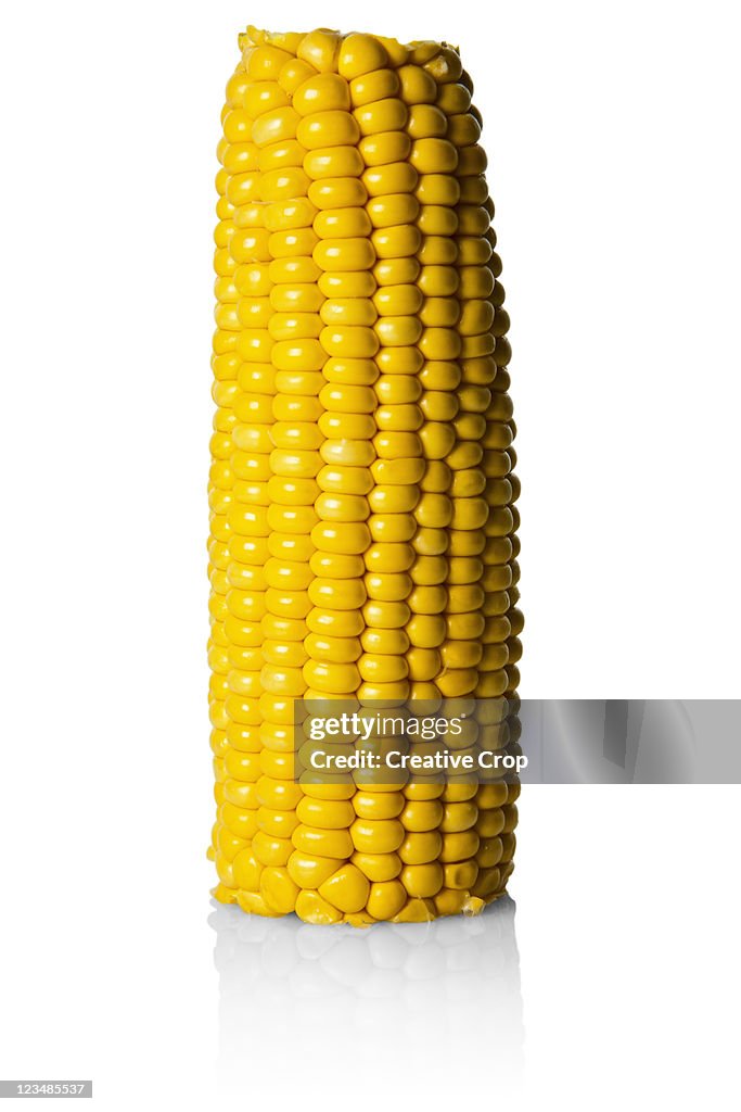 Fresh sweetcorn cob